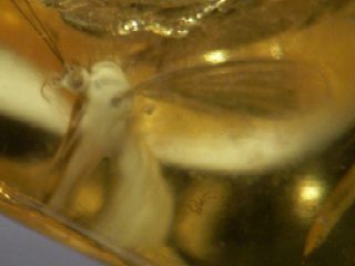 distorted insect in amber